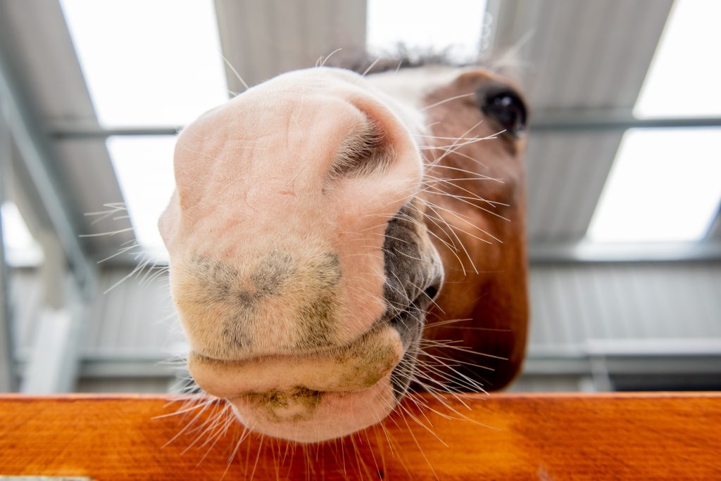 Pony Discovery Centre