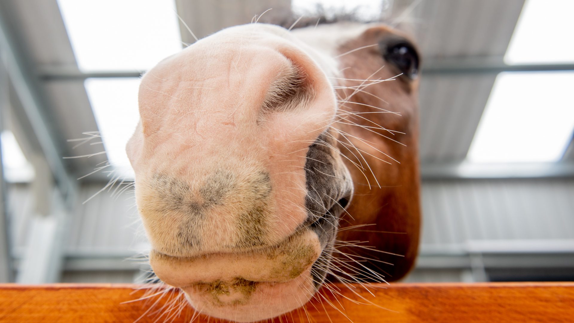 Pony Adoption Pony Adoption