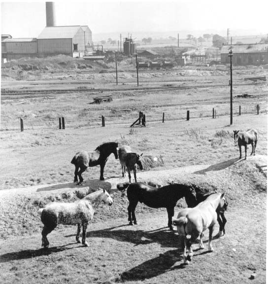 Voices in the Coalshed: Pit Ponies on Holiday