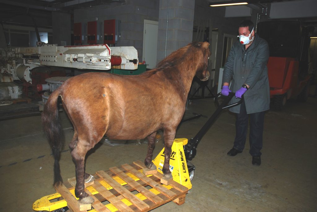 Taxidermy Pit Pony