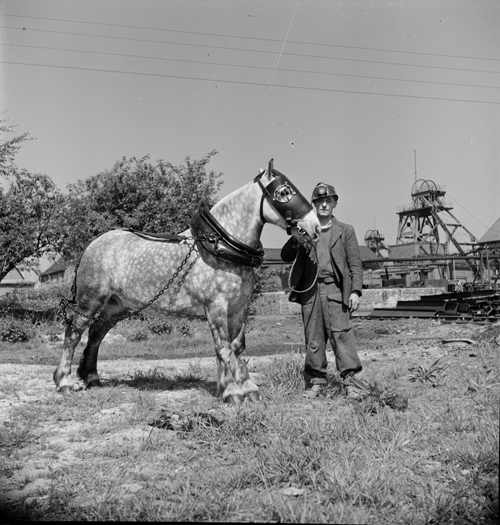 Miner and Pit Pony at unnamed colliery