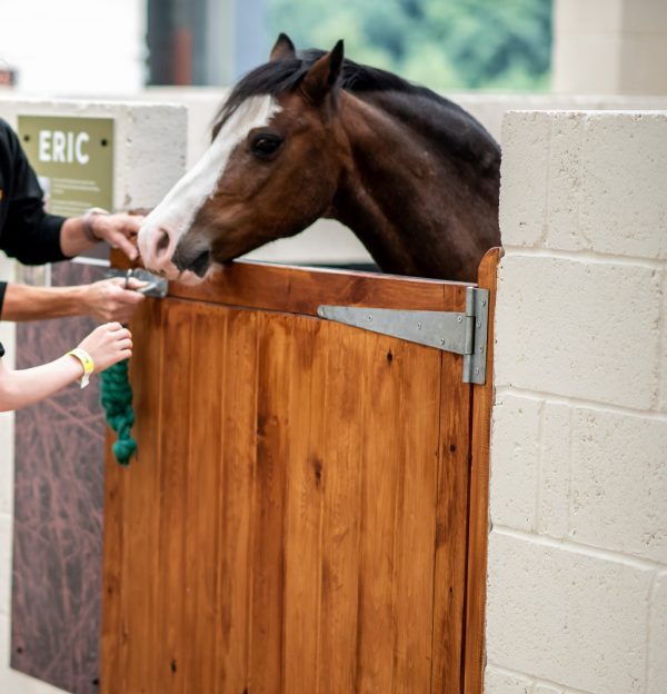 Pit Pony
