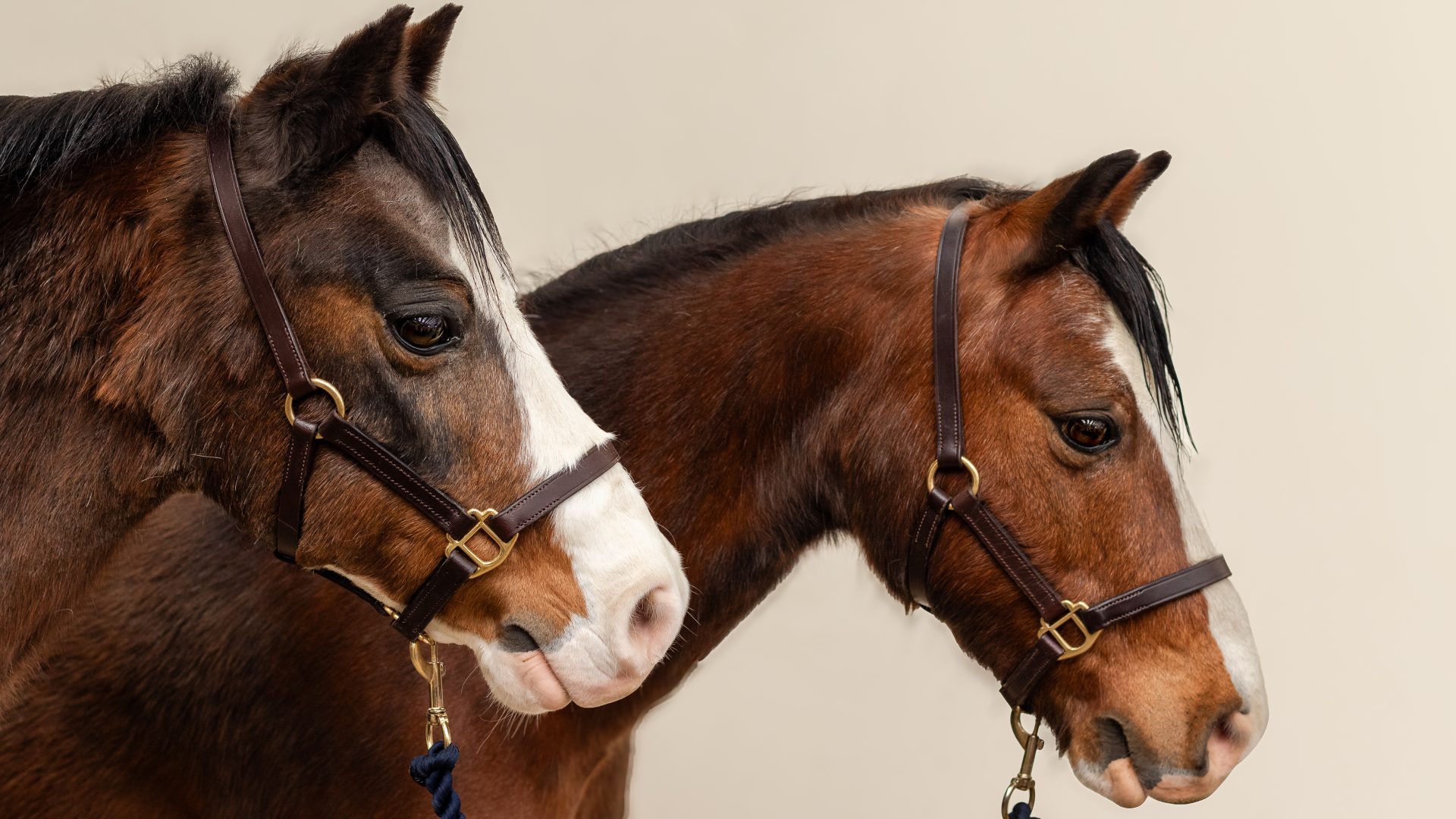 Pit Ponies
