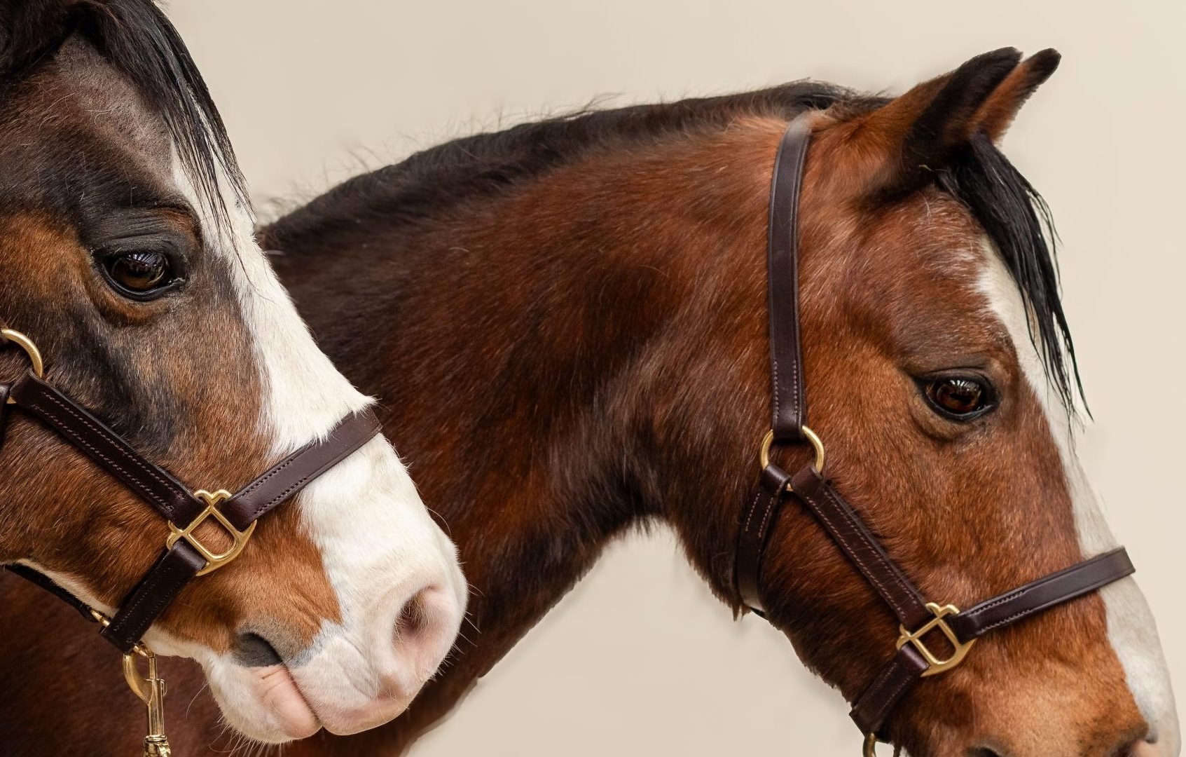 Pit Ponies