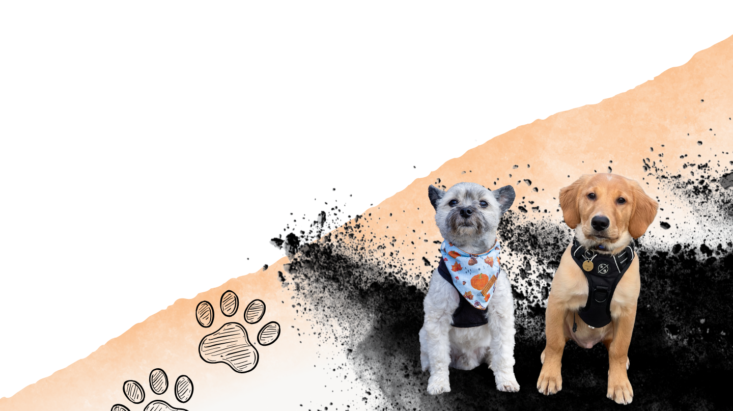 Paws at the Pit