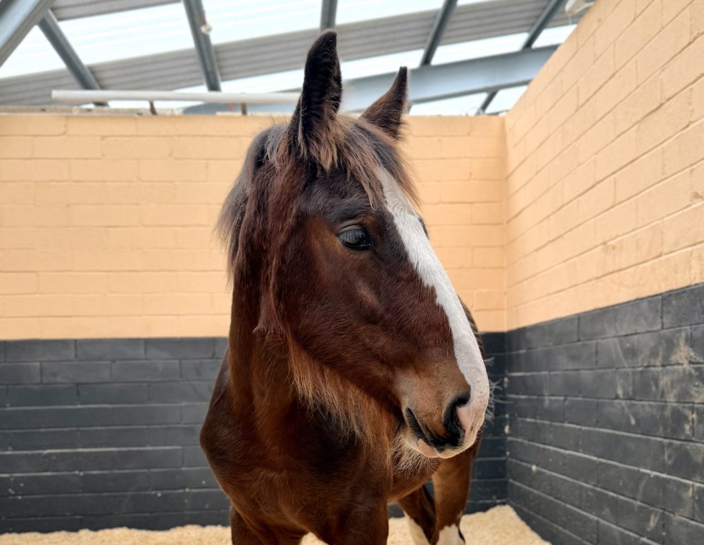 Al, a shire foal, in his stable