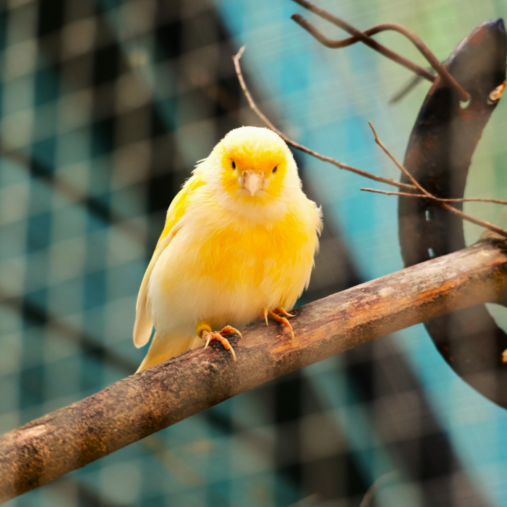 Yellow Canary bird on a perch