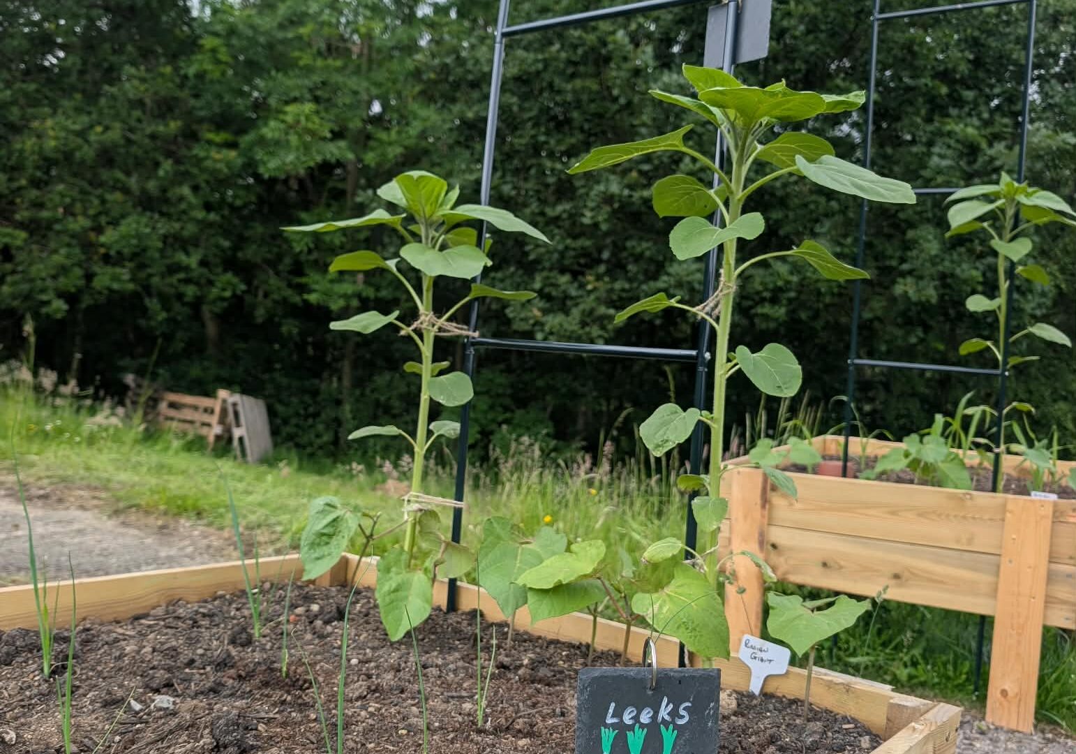 Voices in the Coalshed: Coal Mining and Allotments
