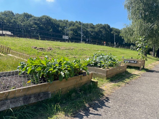 What’s Growing at the National Coal Mining Museum Allotment