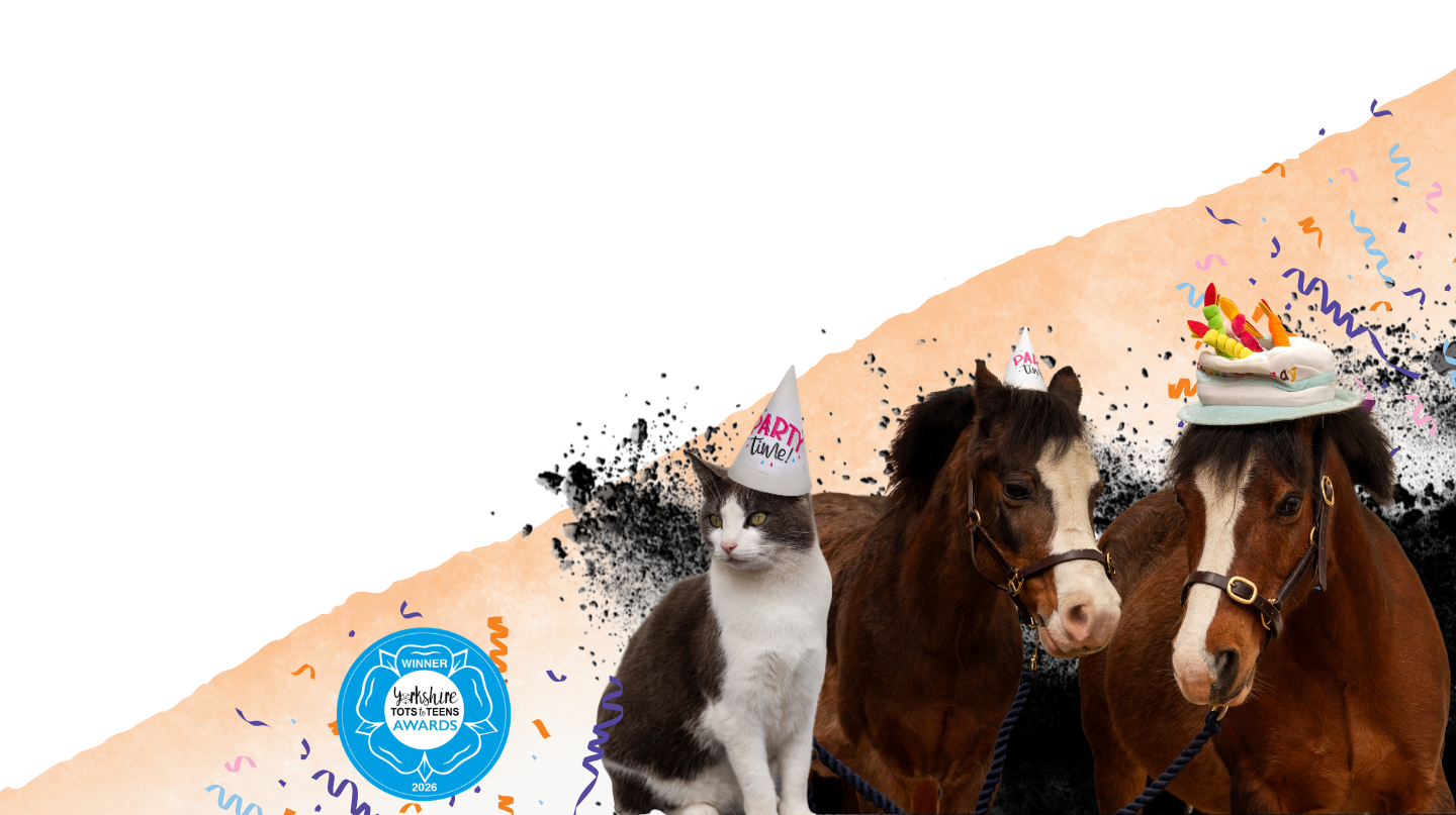 two ponies and a cat wearing party hats