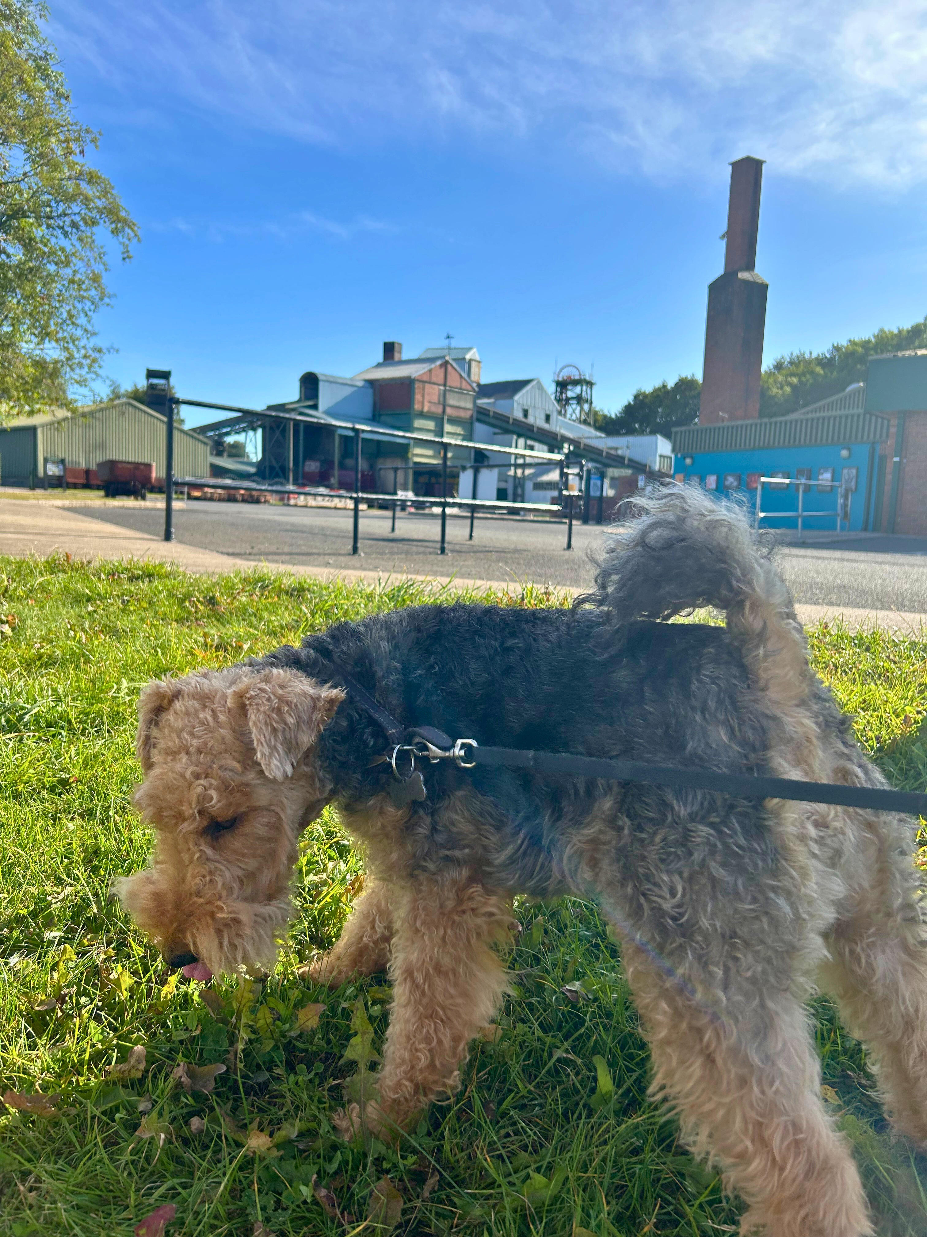 Terrier Meet Up