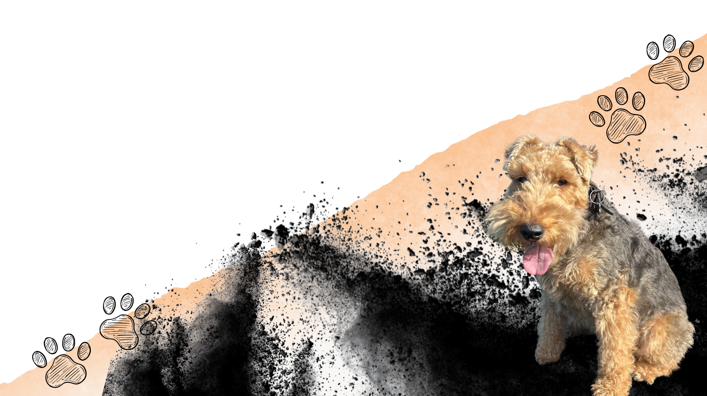 Terrier Meet Up