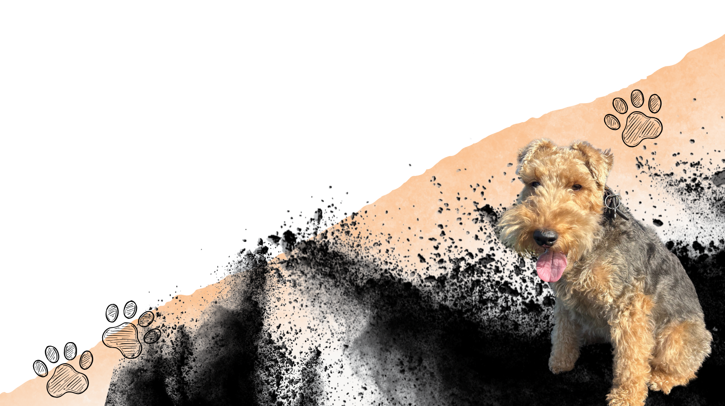 errier dog with paw prints in the background